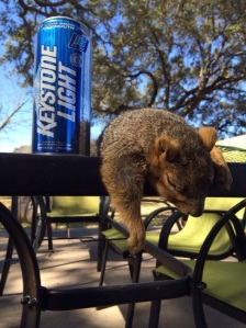Drunk squirrel